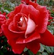unknow artist Realistic Red Rose oil painting reproduction
